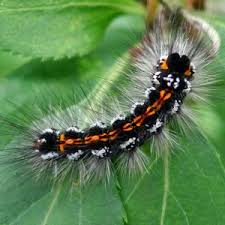 Attēlu rezultāti vaicājumam “Euproctis similis imago”