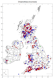 Attēlu rezultāti vaicājumam “Chaenotheca brunneola”
