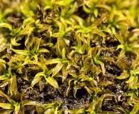 Attēlu rezultāti vaicājumam “Tortella inclinata”