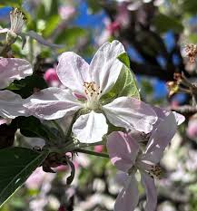 Attēlu rezultāti vaicājumam “Malus domestica flower”