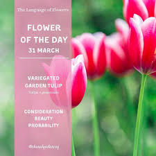 Attēlu rezultāti vaicājumam “Tulipa gesneriana flower”