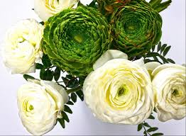 Attēlu rezultāti vaicājumam “Ranunculus mendax flower”
