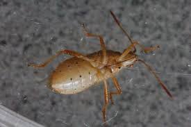 Attēlu rezultāti vaicājumam “Rhopalus maculatus”