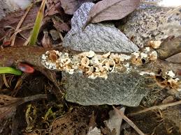 Attēlu rezultāti vaicājumam “Diderma subincarnatum spores”