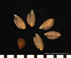 Attēlu rezultāti vaicājumam “Phleum pratense”