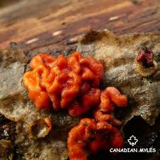 Attēlu rezultāti vaicājumam “Peniophora rufa”