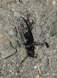 Attēlu rezultāti vaicājumam “Cantharis obscura”