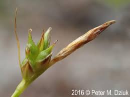 Attēlu rezultāti vaicājumam “Carex digitata bud”