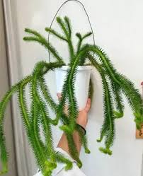 Attēlu rezultāti vaicājumam “Lycopodium dubium”