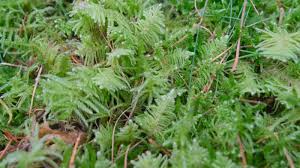 Attēlu rezultāti vaicājumam “Breidleria pratensis”