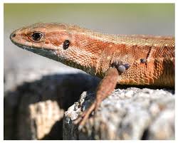 Attēlu rezultāti vaicājumam “Lacerta vivipara juvenile”