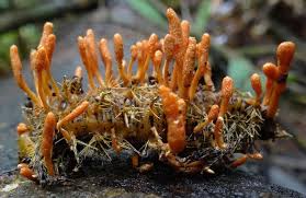 Attēlu rezultāti vaicājumam “Cordyceps”