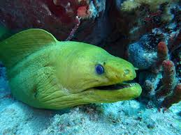 Image result for Gymnothorax funebris