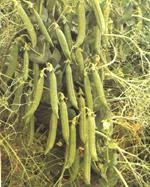 Attēlu rezultāti vaicājumam “Pisum sativum fruit”