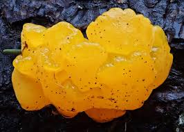 Attēlu rezultāti vaicājumam “Dacrymyces chrysospermus spores”