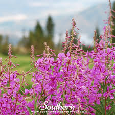 Attēlu rezultāti vaicājumam “Epilobium angustifolium fruit”