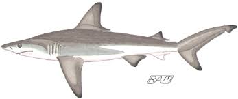 Image result for Carcharhinus limbatus