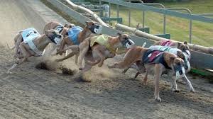 Image result for Reading Greyhound Track