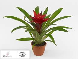 Картинки по запросу гусмания