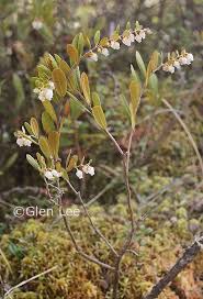 Attēlu rezultāti vaicājumam “Chamaedaphne calyculata leaf”