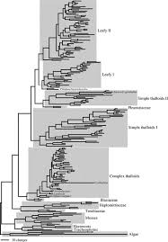 Attēlu rezultāti vaicājumam “Leiocolea heterocolpos”