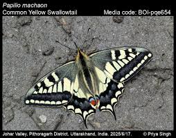 Attēlu rezultāti vaicājumam “Papilio machaon”