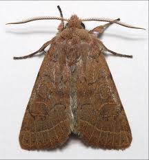 Attēlu rezultāti vaicājumam “Orthosia sp.”