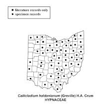 Attēlu rezultāti vaicājumam “Callicladium haldanianum”