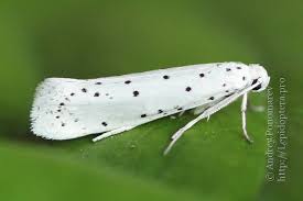 Attēlu rezultāti vaicājumam “Yponomeuta malinellus / cagnagella”