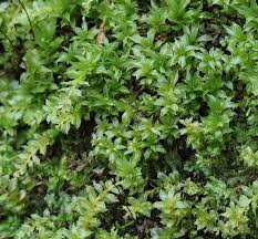 Attēlu rezultāti vaicājumam “Plagiomnium elatum”