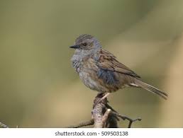 Attēlu rezultāti vaicājumam “Prunella modularis adult”