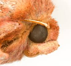 Attēlu rezultāti vaicājumam “Mythimna turca”