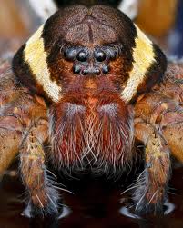 Attēlu rezultāti vaicājumam “Dolomedes fimbriatus”