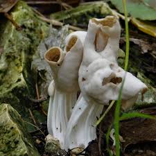 Attēlu rezultāti vaicājumam “Helvella crispa”