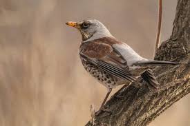 Attēlu rezultāti vaicājumam “Turdus pilaris”
