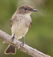 Image result for Sayornis phoebe