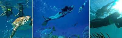 Image result for East Snorkellers