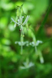 Attēlu rezultāti vaicājumam “Silene nutans flower”