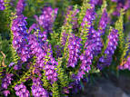 <b>Scutellaria baicalensis</b>