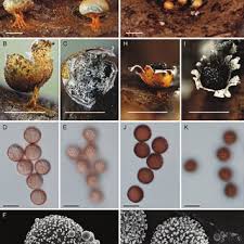 Attēlu rezultāti vaicājumam “Physarum, Nannengaella sp.”