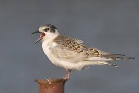 Attēlu rezultāti vaicājumam “Chlidonias hybrida”