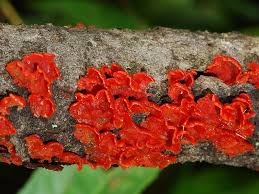 Attēlu rezultāti vaicājumam “Cytidia salicina”