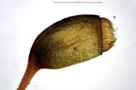 Attēlu rezultāti vaicājumam “Brachytheciastrum velutinum”