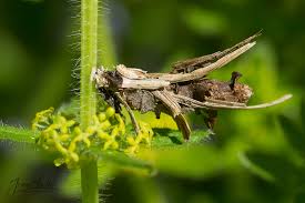 Attēlu rezultāti vaicājumam “Canephora hirsuta”