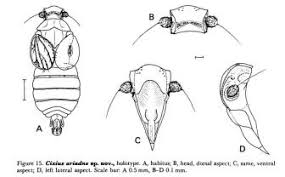 Attēlu rezultāti vaicājumam “Cixius sp.”