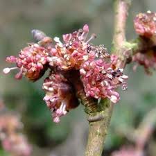 Attēlu rezultāti vaicājumam “Ulmus glabra flower”