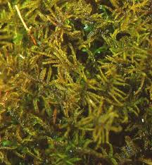 Attēlu rezultāti vaicājumam “Helodium blandowii”