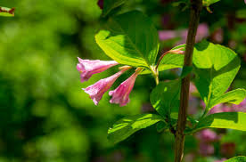 Attēlu rezultāti vaicājumam “Weigela praecox”