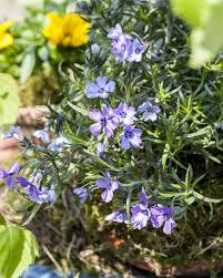 Image result for Phlox (großblumig)