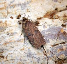 Attēlu rezultāti vaicājumam “Agonopterix ciliella”